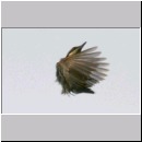 Sitta europaea - Kleiber 08.jpg